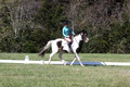 Kaitlyn Schmidt on Dandy, Advanced Green Horse Trials A