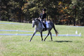 Michele Gnozzio on Dazzling, Beginner Novice Horse Trials Senior C