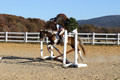 Reagan Roy on Paint By Numbers, Green Horse Trials Junior