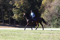 Carol Brickey on Throwing Stones, Advanced Green Horse Trials B