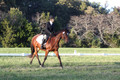 Paula McConnell on Summers Lilac, Dressage Only: Beginner Novice A