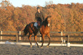 Chris Nicholson on Port Of Call, Dressage Only: First Level, Test 1