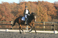 Thea Miller on Something Glamorous, Dressage Only: Training Level, Test 3
