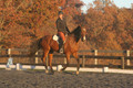 Chris Nicholson on Port Of Call, Dressage Only: First Level, Test 1