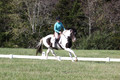 Kaitlyn Schmidt on Dandy, Advanced Green Horse Trials A