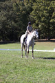 Carolyn Rutledge on Izzy, Advanced Green Horse Trials A