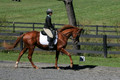 Jenny Rosner on Curious, Advanced Green HT Senior