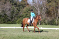 Clay Cooke on Clifford Dun It Again, Advanced Green Horse Trials B