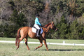 Clay Cooke on Clifford Dun It Again, Advanced Green Horse Trials B