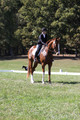 Amy Parsons on Wren Wrouge, Advanced Green Horse Trials A