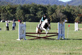 Kaitlyn Schmidt on Dandy, Advanced Green Horse Trials A