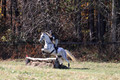 Tori Nuckols on Grey Dragon, Beginner Novice Horse Trials Senior A