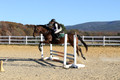 Ella Grier on Jean Louis Finch, Advanced Green Horse Trials Junior B