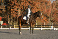 Thea Miller on Something Glamorous, Dressage Only: Training Level, Test 3