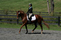 Jenny Rosner on Curious, Advanced Green HT Senior