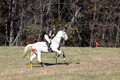 Tori Nuckols on Grey Dragon, Beginner Novice Horse Trials Senior A