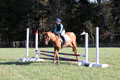 Clay Cooke on Clifford Dun It Again, Advanced Green Horse Trials B