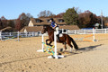 Molli Heisler on Rebel, Green Horse Trials Junior