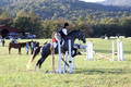 Elizabeth Brown on BallyGrace Encore, Green Horse Trials