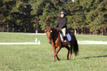 Jenny Rosner on Abbey Moon, Training Horse Trials