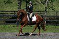 Jenny Rosner on Curious, Advanced Green HT Senior
