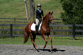 Jenny Rosner on Curious, Advanced Green HT Senior