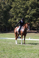 Amy Parsons on Wren Wrouge, Advanced Green Horse Trials A