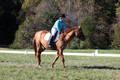 Clay Cooke on Clifford Dun It Again, Advanced Green Horse Trials B