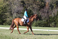 Clay Cooke on Clifford Dun It Again, Advanced Green Horse Trials B