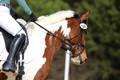 ED4L2550