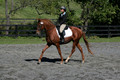 Jenny Rosner on Curious, Advanced Green HT Senior