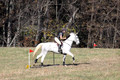 Tori Nuckols on Grey Dragon, Beginner Novice Horse Trials Senior A