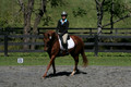 Jenny Rosner on Curious, Advanced Green HT Senior