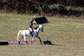 Tori Nuckols on Grey Dragon, Beginner Novice Horse Trials Senior A