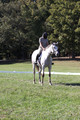 Carolyn Rutledge on Izzy, Advanced Green Horse Trials A