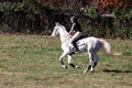 Tori Nuckols on Grey Dragon, Beginner Novice Horse Trials Senior A