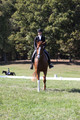 Amy Parsons on Wren Wrouge, Advanced Green Horse Trials A