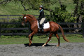 Jenny Rosner on Curious, Advanced Green HT Senior