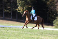 Clay Cooke on Clifford Dun It Again, Advanced Green Horse Trials B