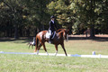 Amy Parsons on Wren Wrouge, Advanced Green Horse Trials A
