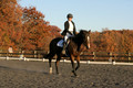 Thea Miller on Something Glamorous, Dressage Only: Training Level, Test 3