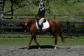 Jenny Rosner on Curious, Advanced Green HT Senior
