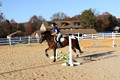 Molli Heisler on Rebel, Green Horse Trials Junior