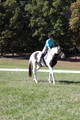 Kaitlyn Schmidt on Dandy, Advanced Green Horse Trials A