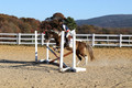 Reagan Roy on Paint By Numbers, Green Horse Trials Junior