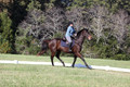 Carol Brickey on Throwing Stones, Advanced Green Horse Trials B