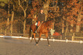 Chris Nicholson on Port Of Call, Dressage Only: First Level, Test 1