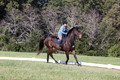 Carol Brickey on Throwing Stones, Advanced Green Horse Trials B