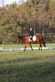 Paula McConnell on Summers Lilac, Dressage Only: Beginner Novice A