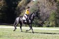 Madlen Lesesne on SBF Figaro, Advanced Green Horse Trials B